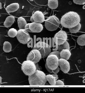Chlamydomonas 2-4 Stockfoto