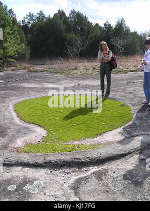 Mat bilden quillwort tegetiformans isoetes Stockfoto