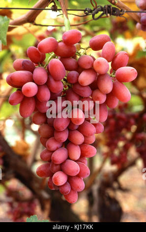 Crimson kernlose Trauben am Weinstock Stockfoto