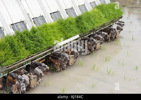 Reisanbau Maschine. transplant jungen Reis Sämling auf Reisfeld von pflanzmaschine. Stockfoto