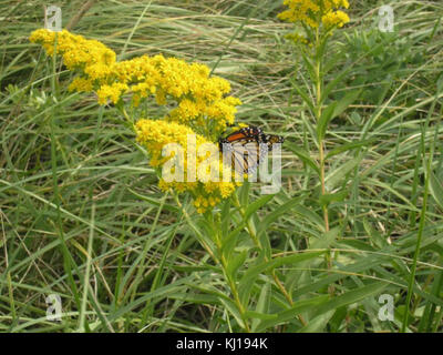 Monarch butterfly auf goldrute Pflanze Blume Stockfoto
