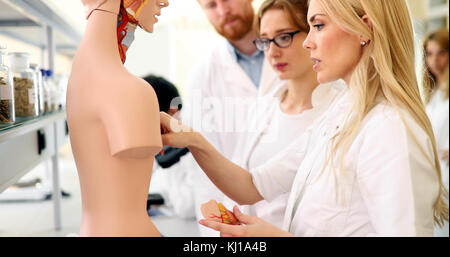 Studenten der Medizin untersuchen anatomische Modell im Klassenzimmer Stockfoto