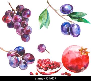 Aquarell vruits isoliert auf weißem Stock Vektor