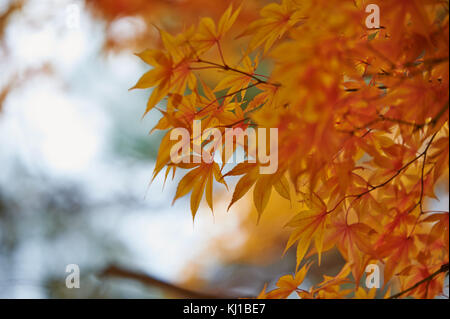 Magische Herbst Laub auf soraksan Nationalparks Stockfoto