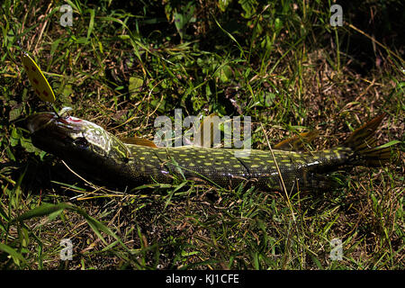 Ein Jack Fisch mit einem Haken in der "Mund auf dem Gras. Stockfoto