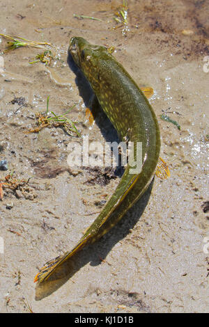 Der Blick von oben auf einen Hecht am Ufer. Stockfoto
