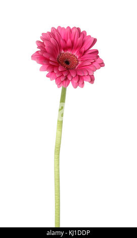 Lila gerbera Daisy auf weißem Hintergrund mit Freistellungspfad isoliert Stockfoto