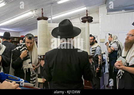 Eine orthodoxe Chassidischen Rabbi hebt eine Torarolle, nachdem sie gelesen wurde und zeigt, dass es für die Gemeinde. In der Ohel in Cambria Heights, Queens, New York. Stockfoto