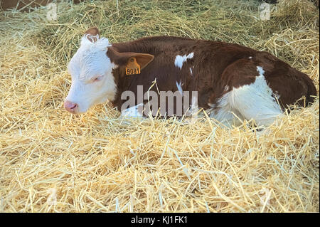 Neugeborene braunen und weißen Kalb liegen auf dem Stroh Stockfoto