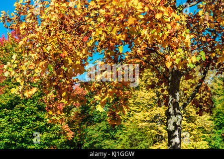 Lebendige Farben der Blätter im Park, Straßburg, Frankreich Stockfoto