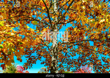 Lebendige Farben der Blätter im Park, Straßburg, Frankreich Stockfoto