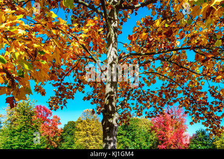 Lebendige Farben der Blätter im Park, Straßburg, Frankreich Stockfoto