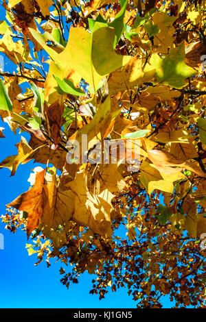 Lebendige Farben der Blätter im Park, Straßburg, Frankreich Stockfoto