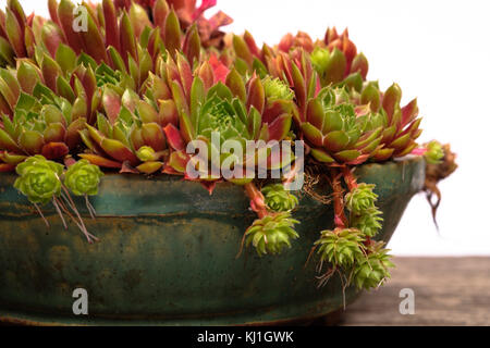 Sukkulente Pflanze hauswurz (sempervivum in einem Topf aus nächster Nähe Stockfoto