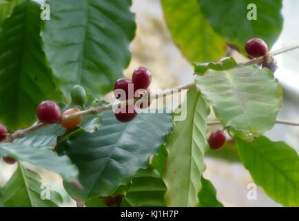 Kaffeepflanze. Kaffee ist ein gebrautes Getränk aus gerösteten Kaffeebohnen, die den Samen der Beeren aus dem Coffea Anlage vorbereitet. Die Gattung Coffea native zu tropischen Afrika und Madagaskar, Komoren, Mauritius und Réunion im Indischen Ozean.[2] Das Werk von Afrika nach Ländern rund um die Welt und Kaffee Pflanzen exportiert wurde, sind jetzt in über 70 Ländern angebaut, vor allem in den äquatorialen Regionen der Nord-, Mittel- und Südamerika, Südostasien, Indien und Afrika. Stockfoto