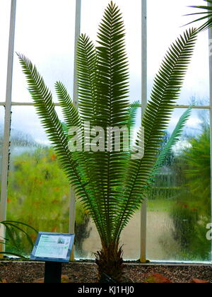 Palmfarne sind Samen Pflanzen mit einer langen fossilen Geschichte. Sie haben in der Regel eine stout und Woody (Holzigen) Trunk mit einer Krone von großen, hart und steif, immergrüne Blätter. Sie haben in der Regel gefiederten Blättern. Die einzelnen Pflanzen sind entweder alle männlichen und weiblichen (Zweihäusig). Palmfarne variieren in der Größe, mit einigen Exemplaren bekannt, so viel wie 1.000 Jahre alt Stockfoto