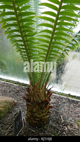 Palmfarne sind Samen Pflanzen mit einer langen fossilen Geschichte. Sie haben in der Regel eine stout und Woody (Holzigen) Trunk mit einer Krone von großen, hart und steif, immergrüne Blätter. Sie haben in der Regel gefiederten Blättern. Die einzelnen Pflanzen sind entweder alle männlichen und weiblichen (Zweihäusig). Palmfarne variieren in der Größe, mit einigen Exemplaren bekannt, so viel wie 1.000 Jahre alt Stockfoto