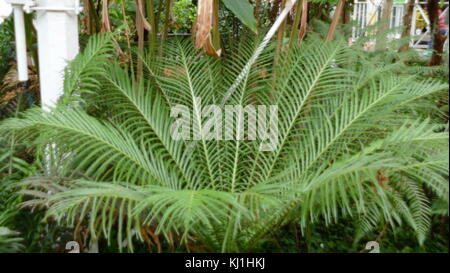 Blechnum gibbum (Allgemein silberne Lady genannt) ist eine "harte fern" Der blechnaceae Blechnum Gattung in der Familie. Stockfoto