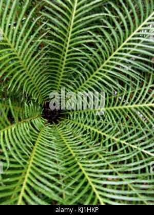 Blechnum gibbum (Allgemein silberne Lady genannt) ist eine "harte fern" Der blechnaceae Blechnum Gattung in der Familie. Stockfoto