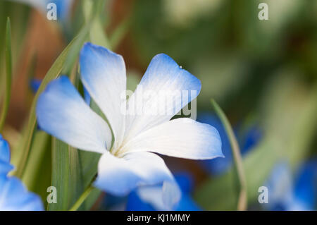 TECOPHILAEA CYANOCROCUS LEICHTLINII Stockfoto