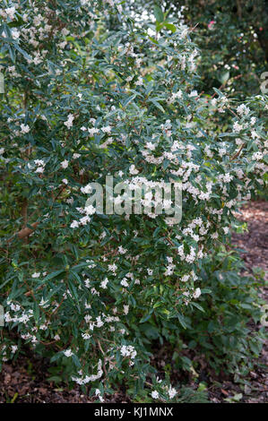 DAPHNE BHOLUA ALBA Stockfoto