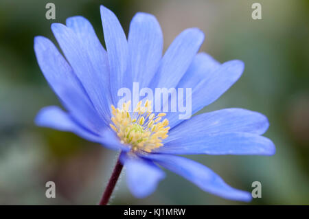 Close-up Portrait von Anemone blanda BLUE SHADES Stockfoto