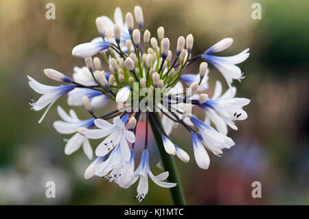 Agapanthus Queen Mum großen weißen Blüten mit blau-violette Markierungen Stockfoto