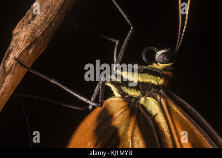 Einen Blick auf eine etwas feinere Details über ein Heliconius Schmetterling aus Peru. Stockfoto