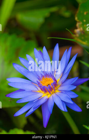 Blauer Lotus Blume Nahaufnahme Stockfoto