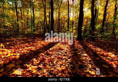 Blätter im Herbst in einem Holz in Quebec City, Kanada Stockfoto