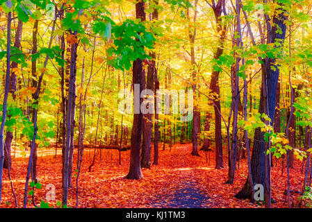 Blätter im Herbst in einem Holz in Quebec City, Kanada Stockfoto