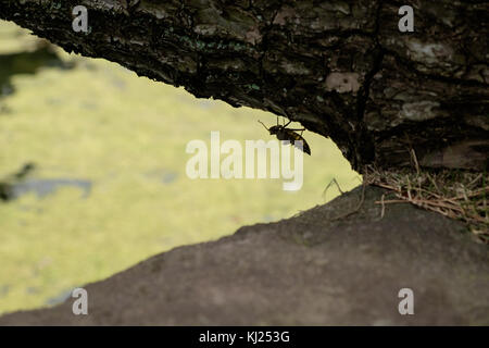 Cidacadidae Insekt auf einem Baum von japan. Stockfoto