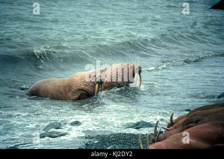 Paar Walross Tiere männlichen und weiblichen odobenus rosmarus Stockfoto