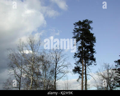 Hohe Bäume im Wald Stockfoto