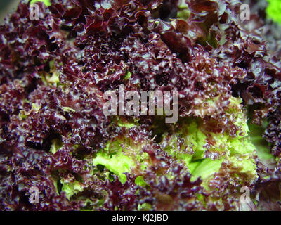 Hydroponic Salatblätter Dunkelrot Stockfoto
