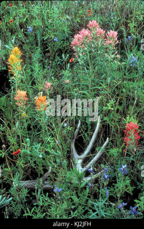 Prairie Pinsel pflanze Blüte castilleja purpurea Stockfoto