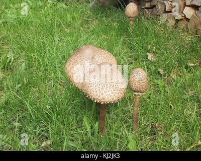Macrolepiota procera, auch bekannt als Parasol-Pilz, ist ein großer, essbarer Pilz, der in Wäldern und Grasgebieten vorkommt. Sie hat ein markantes Aussehen mit einem hohen Stiel, einer weißen Kappe und braunen Schuppen. Stockfoto