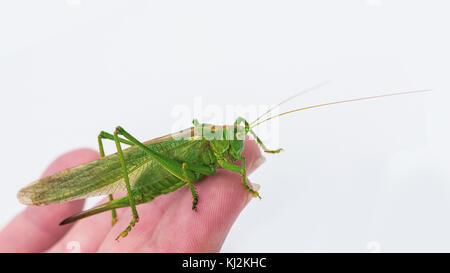 Schönen grünen weiblichen Heuschrecke Tettigonia Viridissima.. großes Insekt mit langen Antennen auf der menschlichen Hand mit weißem Hintergrund. Stockfoto