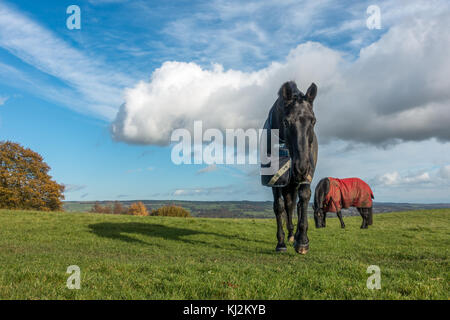 Zwei Pferde in einem Feld in einem sonnigen kalten Tag tragen Amigo horse Mäntel Stockfoto