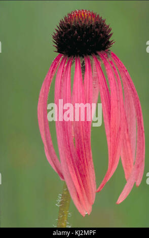 Rötlich rosa schmal leaved coneflower Echinacea angustifolia Blume mit dunklen lila Center Stockfoto