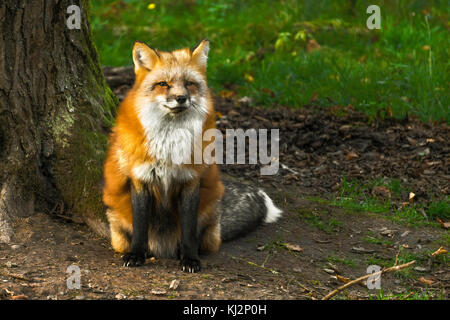 Porträt eines Red Fox (Vulpes vulpes) im Wald, Rhodes, Frankreich. Stockfoto
