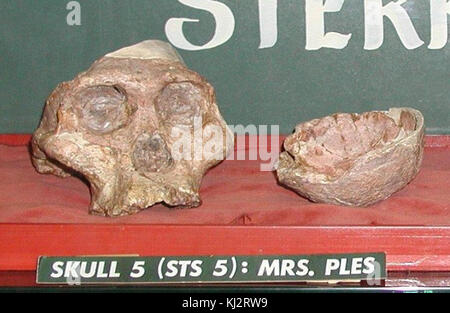 Australopithecus africanus - Mrs. Ple Stockfoto