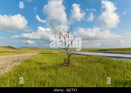 Lonely trockenen Baum in der Nähe der Straße in der Nähe eines ausgetrockneten Sees. Eine schöne Landschaft mit einer Straße, blauer Himmel, weiße Bettwäsche, trockenes Holz, und ein ausgetrockneter See. Stockfoto