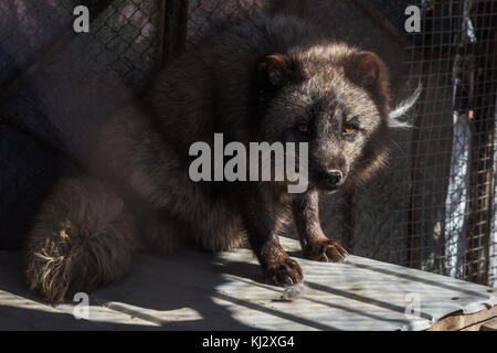 Schwarz Fox im Käfig Stockfoto