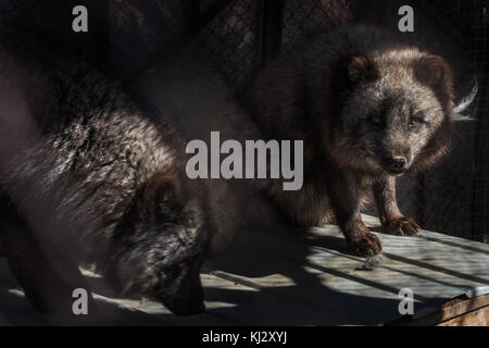 Schwarz Fox im Käfig Stockfoto
