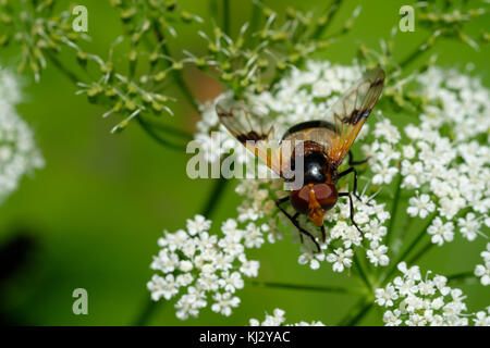 In der Nähe großer pied Hoverfly (volucella pellucens) auf eine weiße Blume Stockfoto
