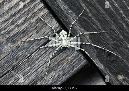 Flechten - Spider, philodromus margaritatus Stockfoto