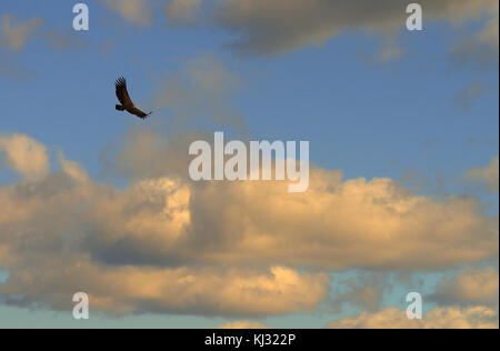 Gänsegeier (Tylose in Fulvus) von unten hochfliegende auf der bewölkte Himmel am Ende des Tages gesehen. Portas de rodao, Portugal. Stockfoto