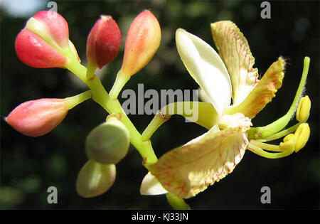 Tamarindus indica, allgemein bekannt als Tamarinde, produziert markante Blüten, die zum einzigartigen Charakter der Pflanze und ihrer Rolle in tropischen Ökosystemen beitragen. Stockfoto