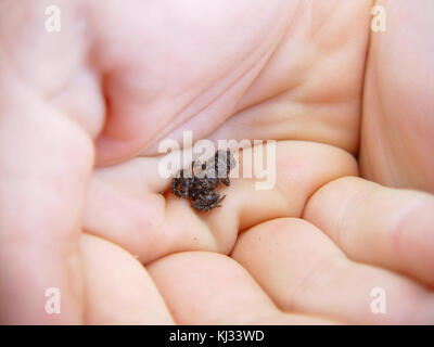 Kleiner Frosch in der Hand Stockfoto